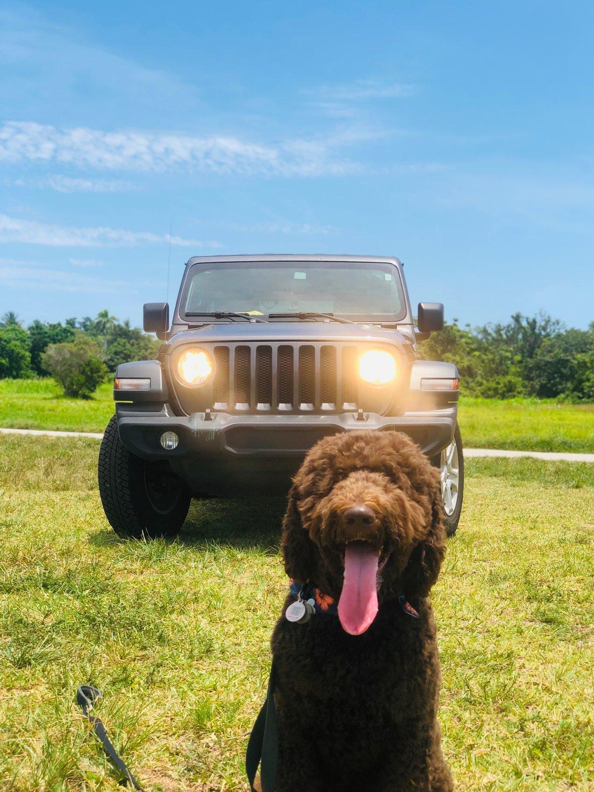 Jeep Wrangler JL Jeep Dog pics IMG_9102