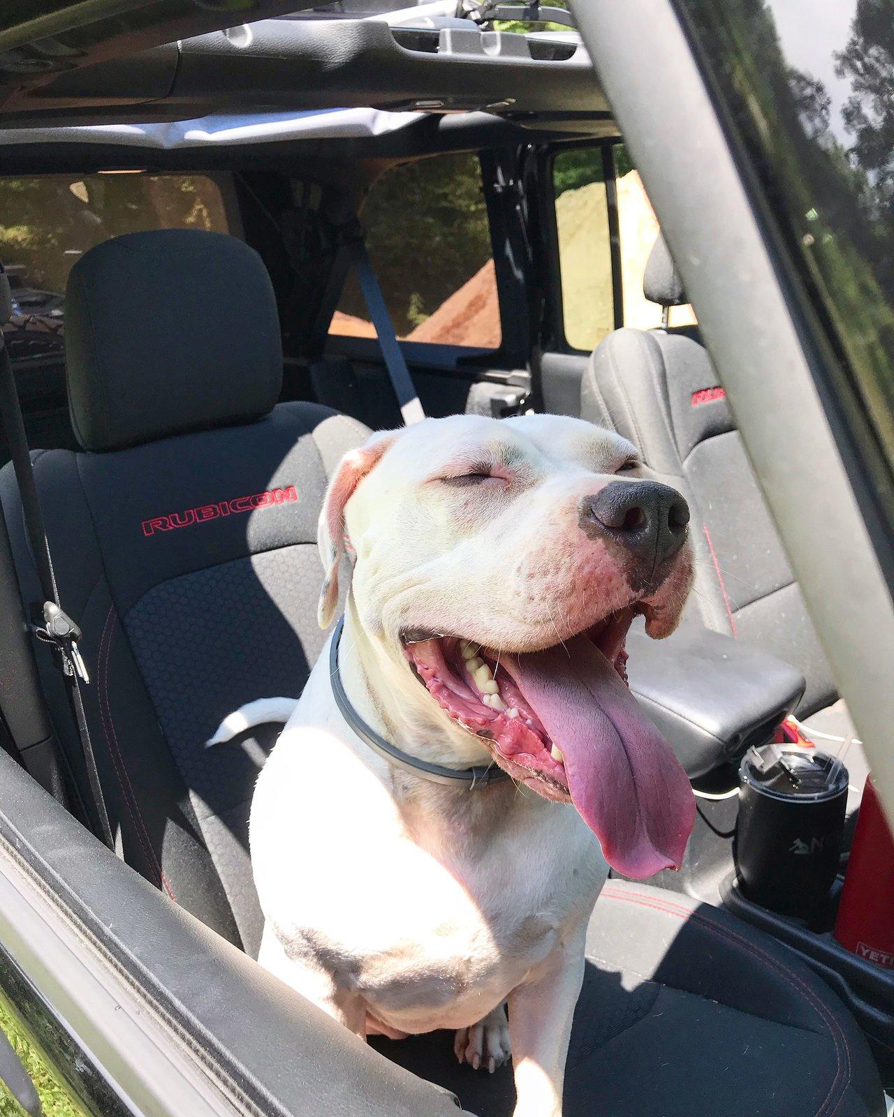 Jeep Wrangler JL Jeep Dog pics E4447223-65DF-495E-AD93-306F574C9B5A
