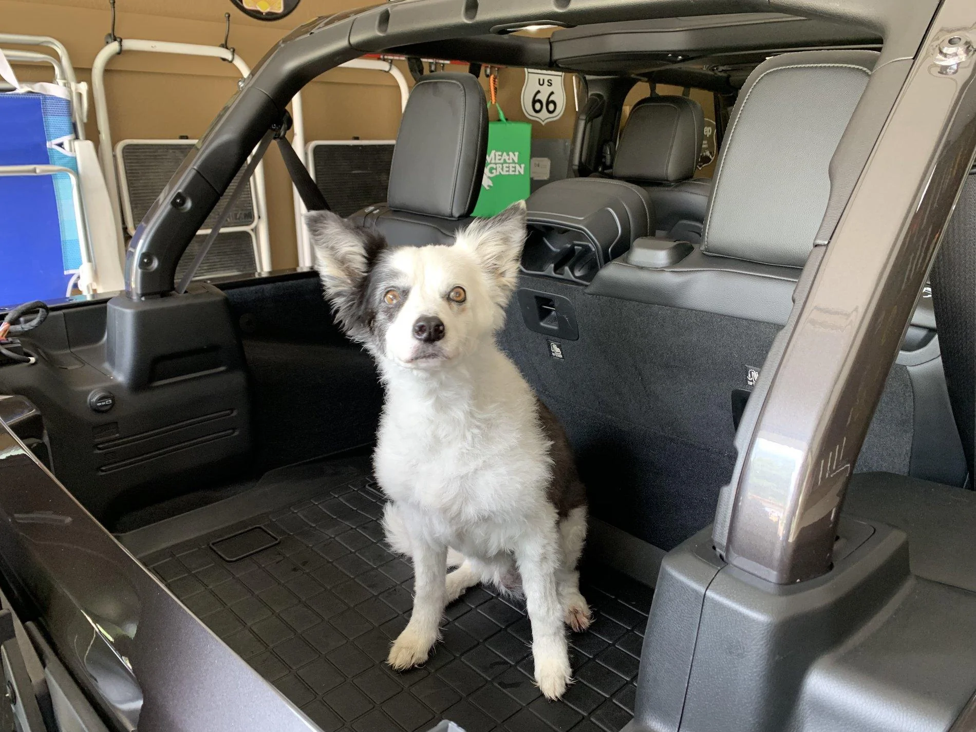 Jeep Wrangler JL Jeep Dog pics OreoJ