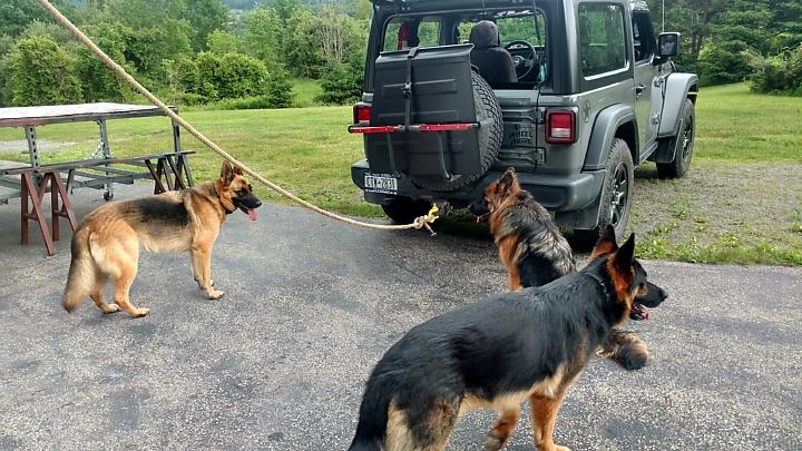 Jeep Wrangler JL Jeep Dog pics IMG_20190624_175917648_HDR_resized