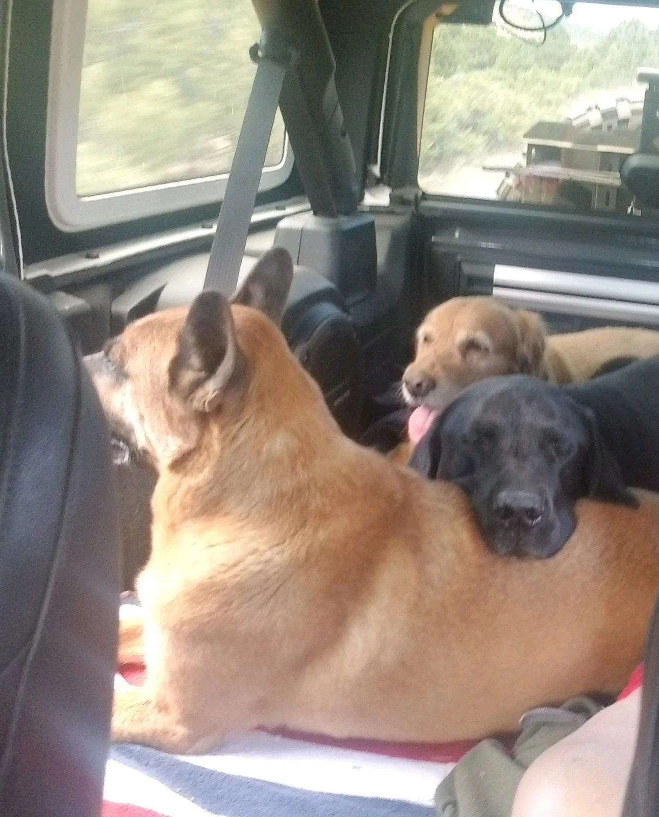 Jeep Wrangler JL Jeep Dog pics 20190708_074110