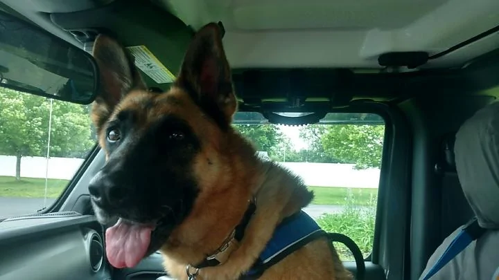 Jeep Wrangler JL Jeep Dog pics IMG_20190614_110203449_HDR_resized