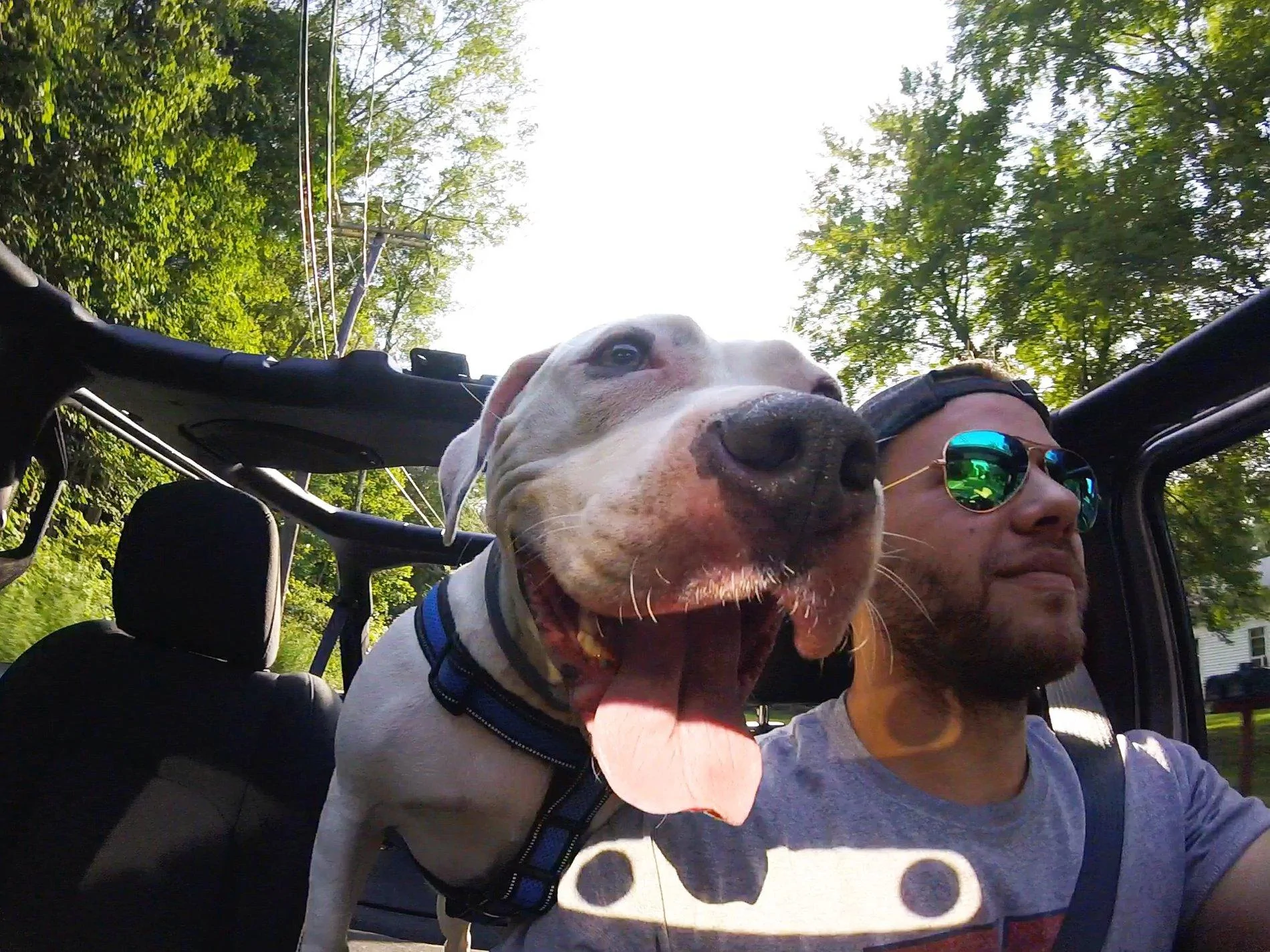 Jeep Wrangler JL Jeep Dog pics E8100332-F6C3-44A5-B36D-35CC6989D420
