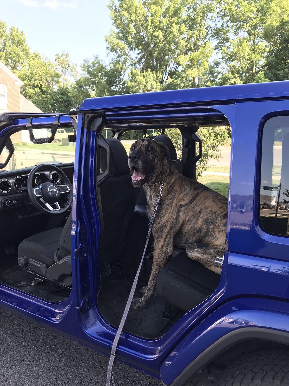 Jeep Wrangler JL Jeep Dog pics IMG_5044.JPEG