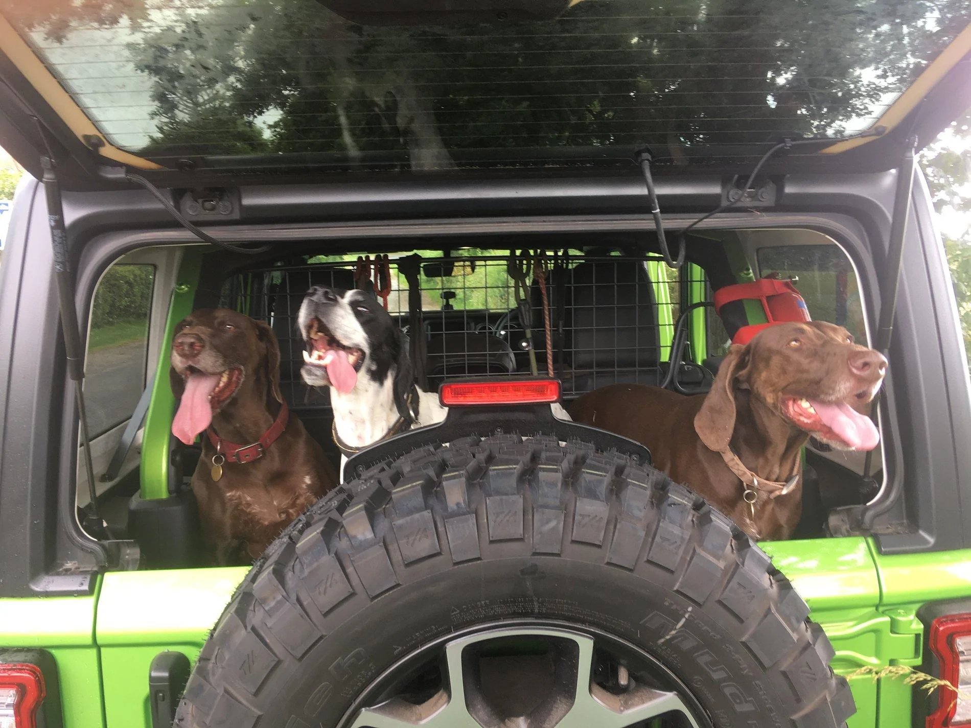 Jeep Wrangler JL Jeep Dog pics 0BBD995A-6E7A-45DC-9976-6B119FB40DD2