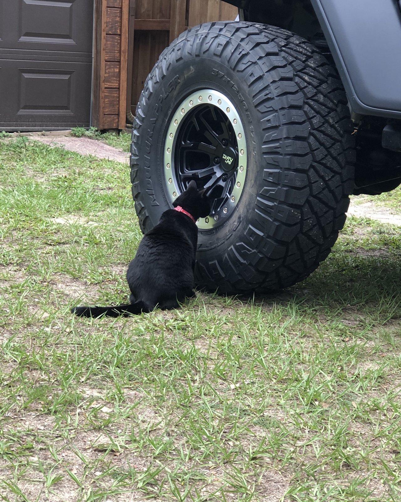 Jeep Wrangler JL What did you do TO your Jeep JL today? 6685843E-E3E4-49E4-A492-947992188617