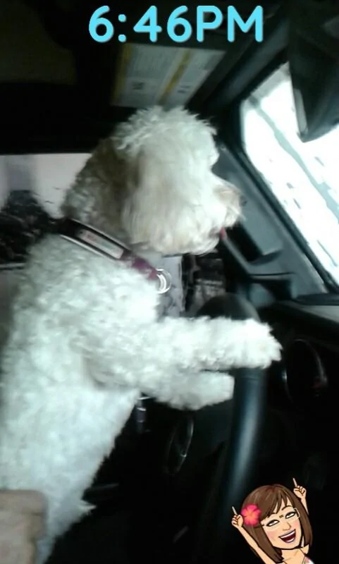 Jeep Wrangler JL Jeep Dog pics j driving