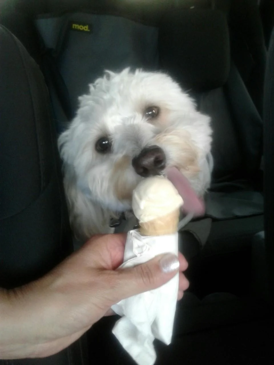 Jeep Wrangler JL Jeep Dog pics j icecream