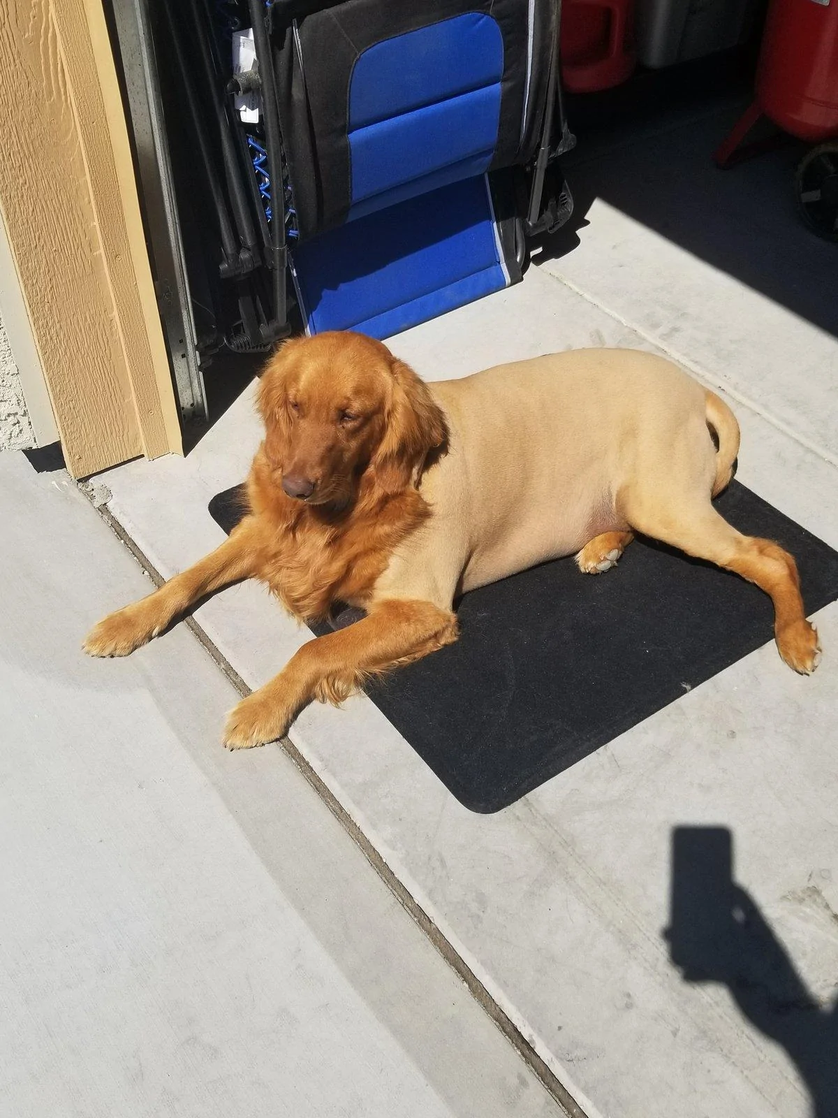 Jeep Wrangler JL Jeep Dog pics 20190711_104150