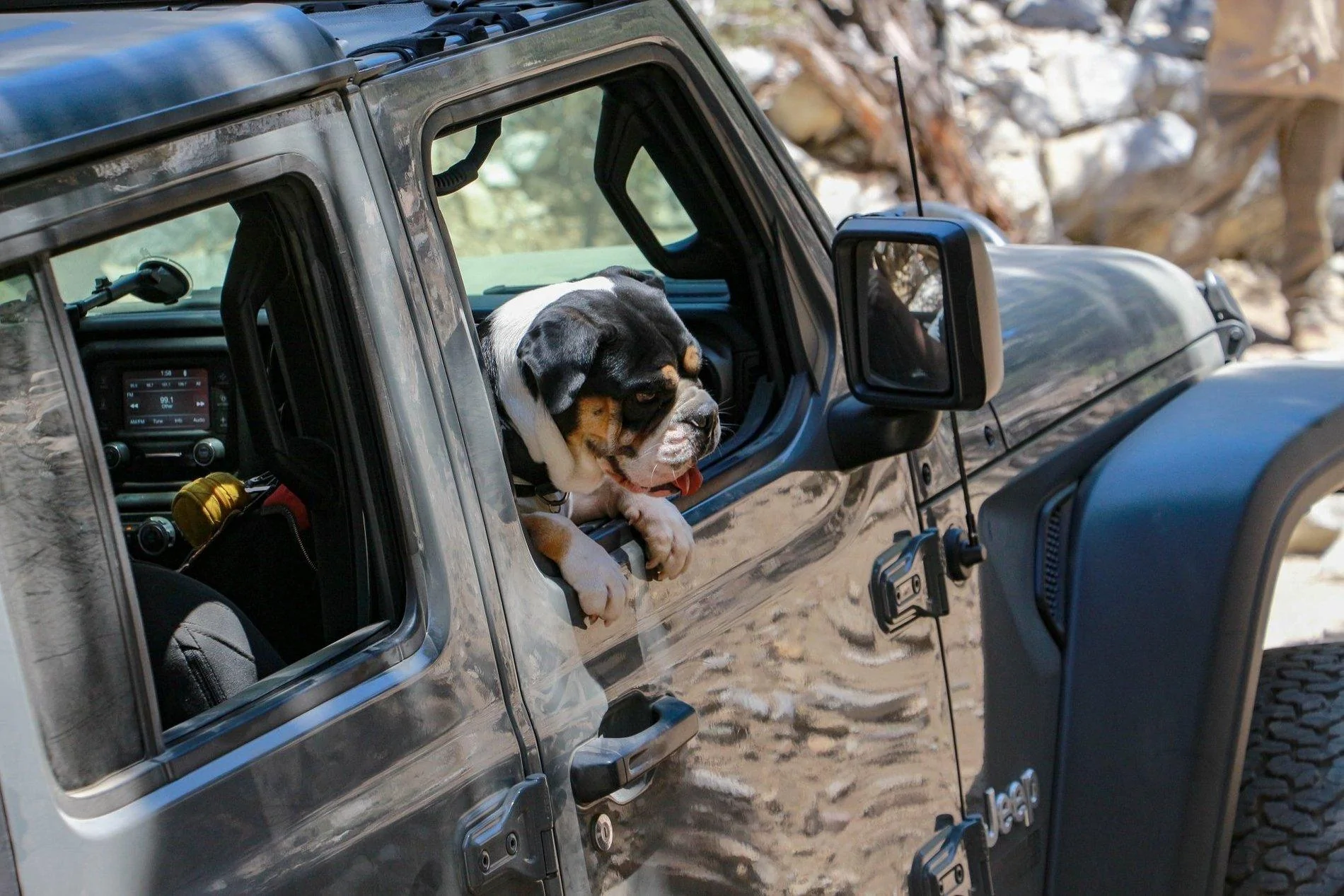 Jeep Wrangler JL Jeep Dog pics Ellie6
