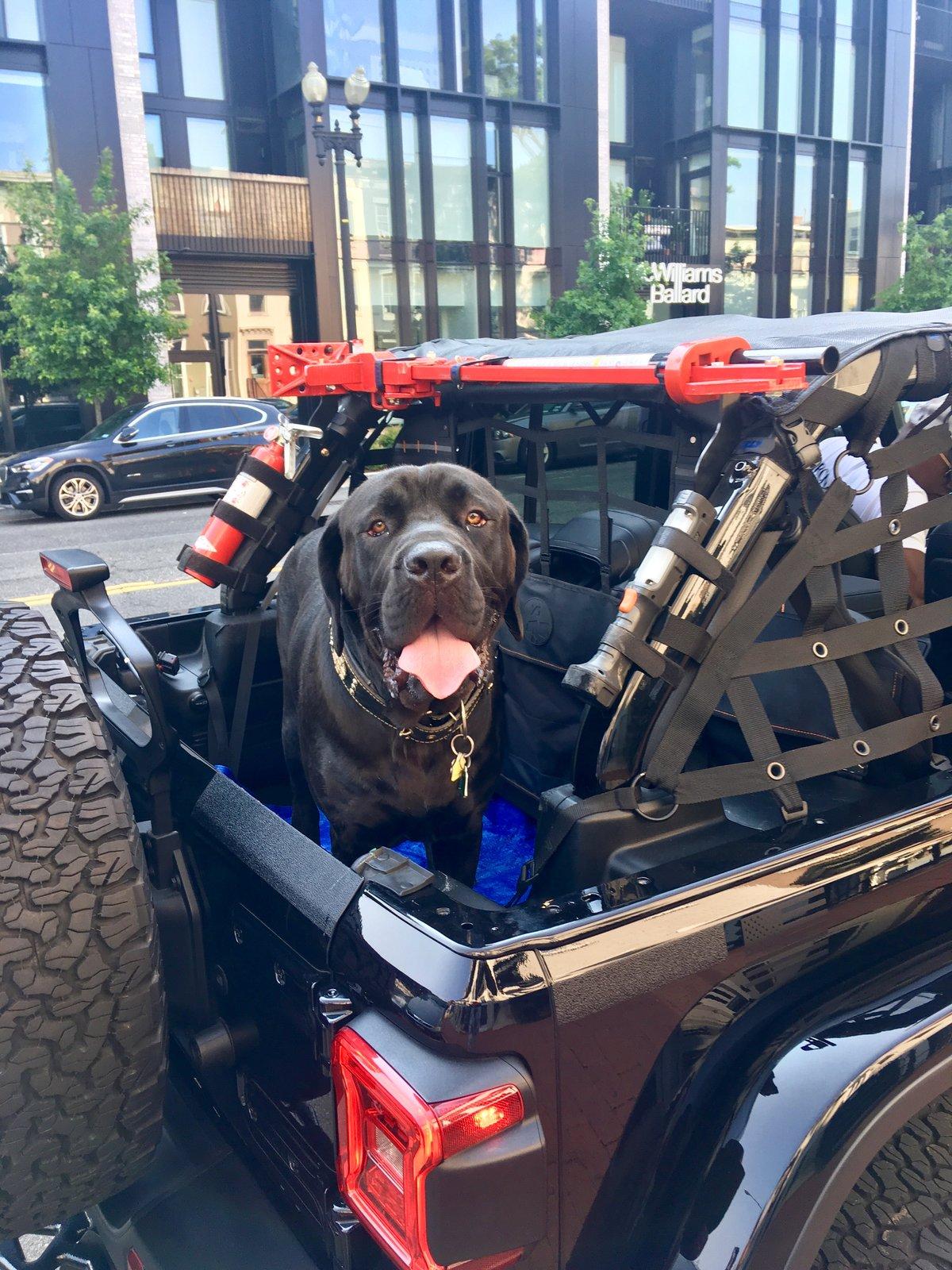 Jeep Wrangler JL Jeep Dog pics 9C5EFB6F-08A3-4FDD-B954-F82130C088D6