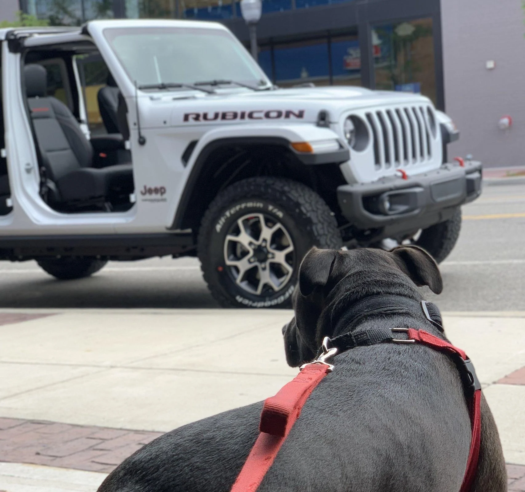 Jeep Wrangler JL Jeep Dog pics 30F133E6-AE9C-45C3-9822-EE41E46F6B38