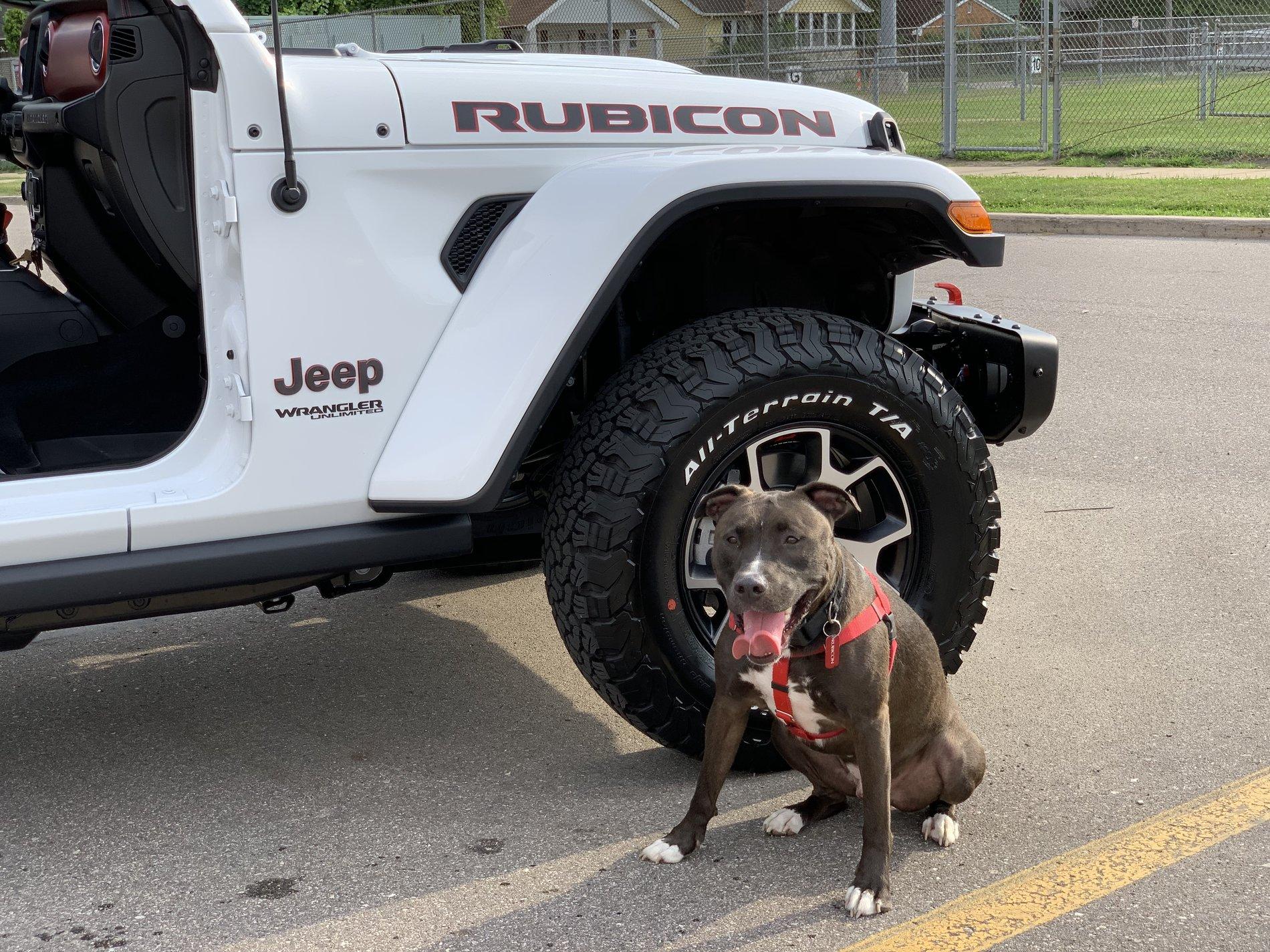 Jeep Wrangler JL Jeep Dog pics 0BD97742-03A7-4EE2-A14D-7F398A394F33