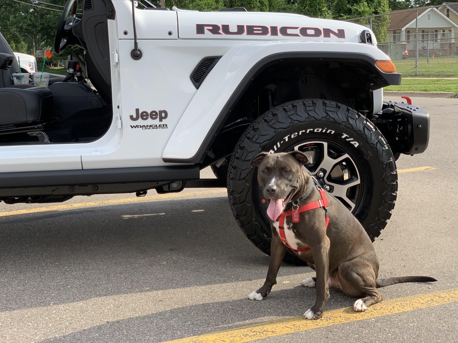 Jeep Wrangler JL Jeep Dog pics AD2386F6-1459-4C88-928B-F63FC2158B3B