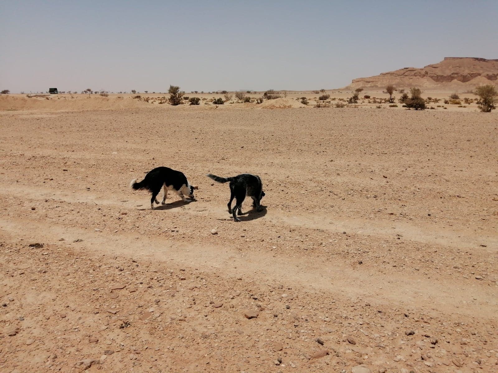 Jeep Wrangler JL 1st Desert Trip dogs 1