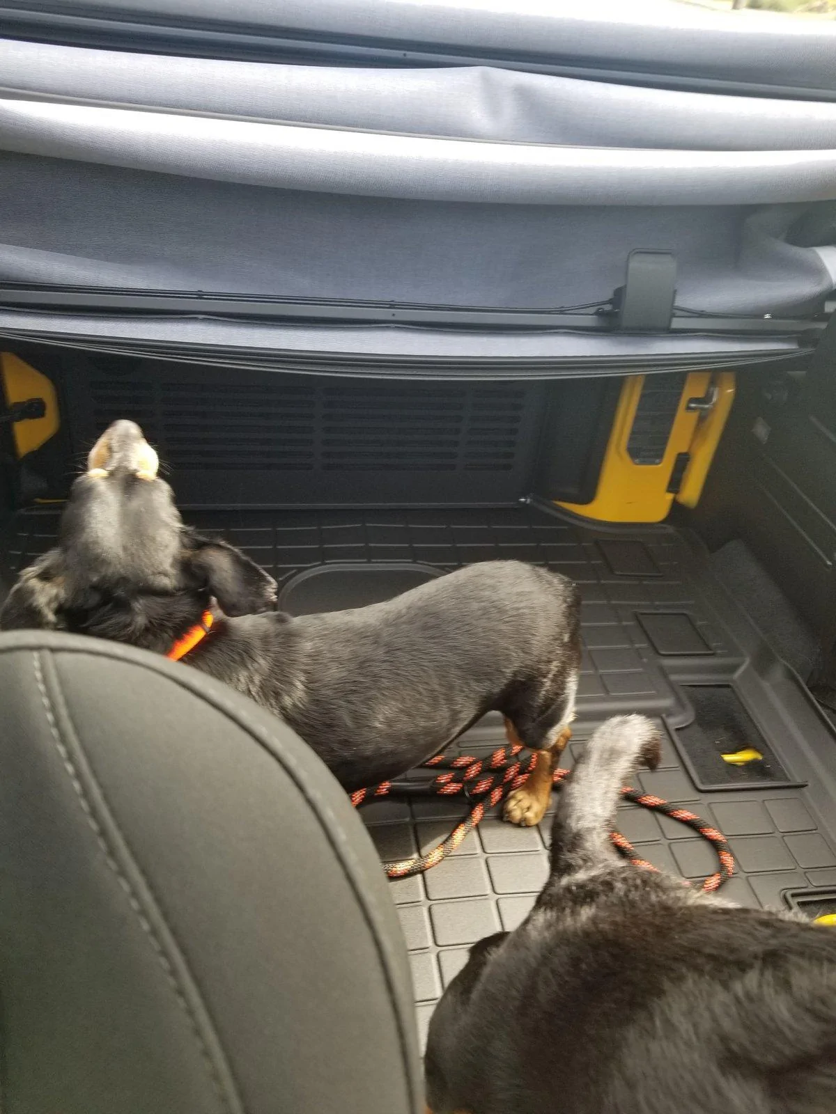 Jeep Wrangler JL Is your 2dr a two seater? 20190428_164006