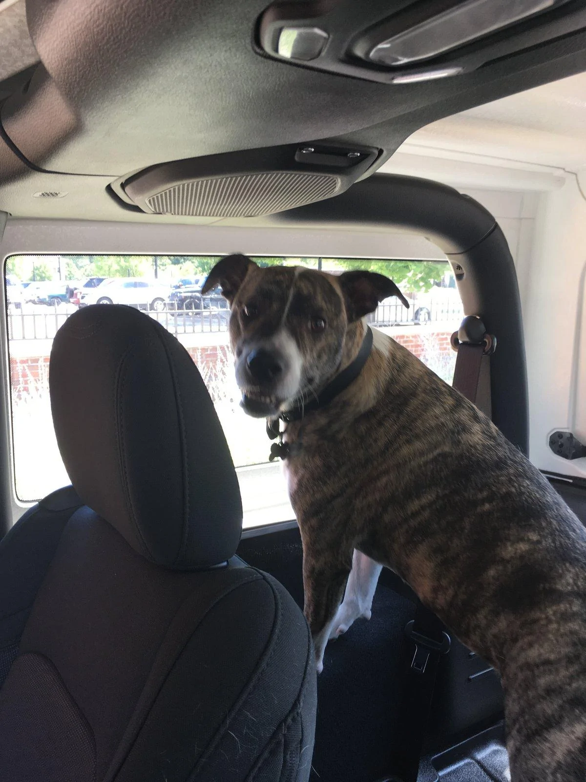 Jeep Wrangler JL Jeep Dog pics 03F68883-546D-42BF-B1D3-5F9AA5B2AEE7