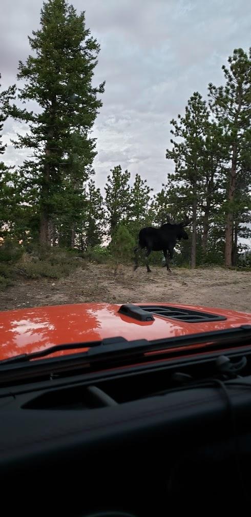 Jeep Wrangler JL Jeep vs Moose fmlYeruN88rm4CNdw7ifGh4_M3tqF0xWP9MxjceGuz8Zuwa-Rl95LnhY5_qFUDfZk0K_vwuvmetZ7boB1O=w490-h1008-no
