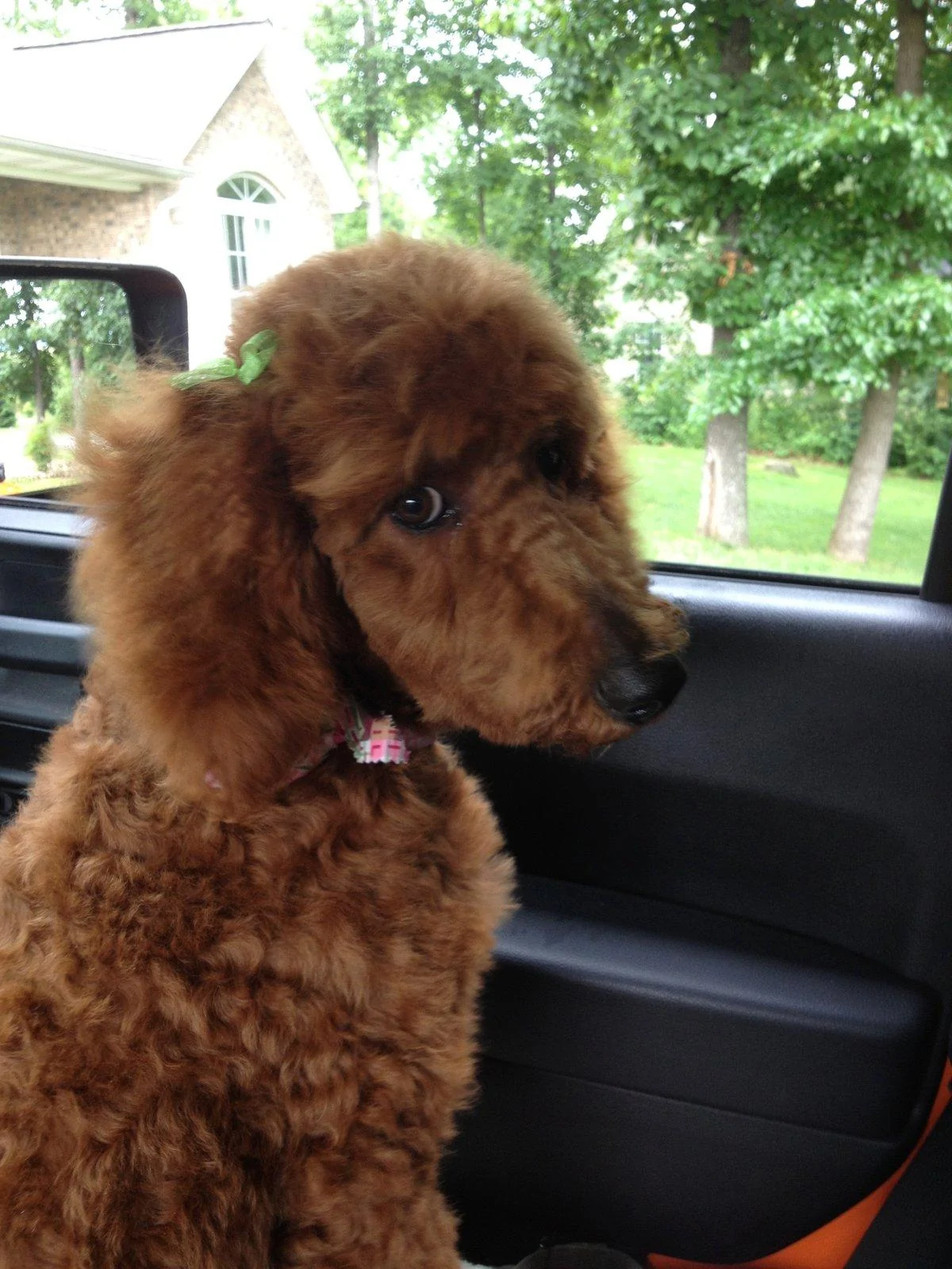 Jeep Wrangler JL Jeep Dog pics IMG_1596