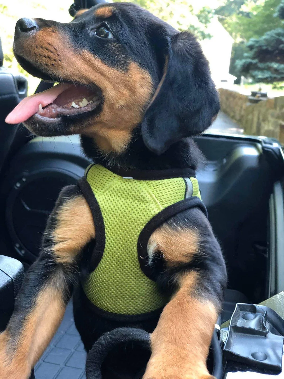 Jeep Wrangler JL Jeep Dog pics 91A9AC20-782A-4F0A-89C7-9EAD5B341BB0
