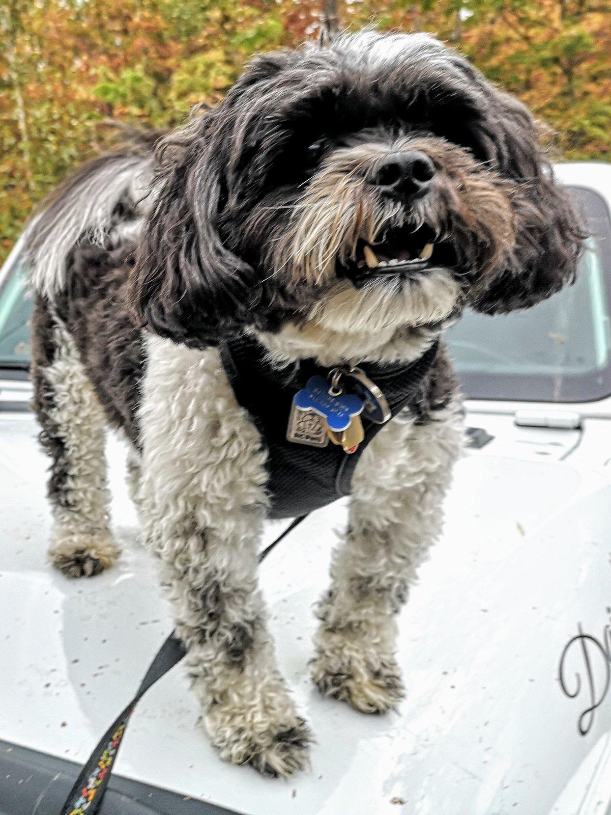 Jeep Wrangler JL Anyone else have a mascot? IMG_20190928_152257