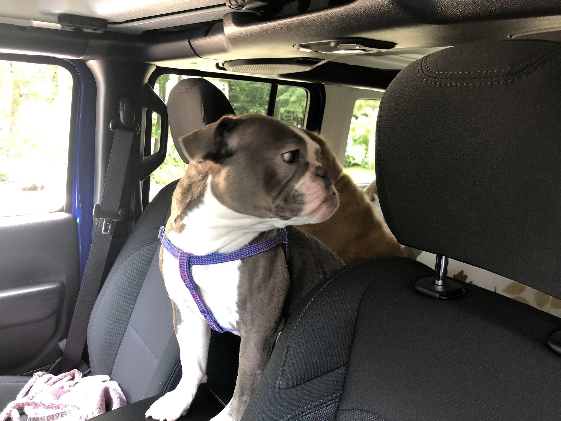 Jeep Wrangler JL Anyone else have a mascot? 3E22344E-C34C-41F7-A6E0-7CE6E8F85BBF