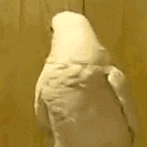 Jeep Wrangler JL Jeep humor waiting room ( ** NO POLITICS ** ) giphy.gif?cid=4d1e4f29260246fb2b795b8595aea7fb7e8d6eef6648a2af&rid=giphy