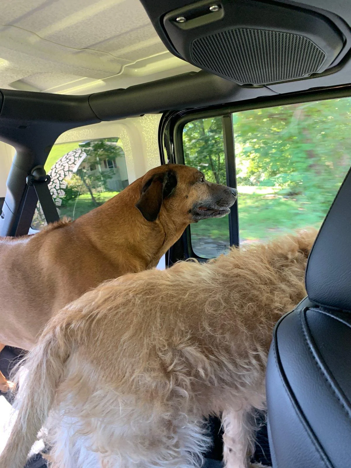 Jeep Wrangler JL Jeep Dog pics E20D4683-5FD7-4011-904F-46512FAC1B24