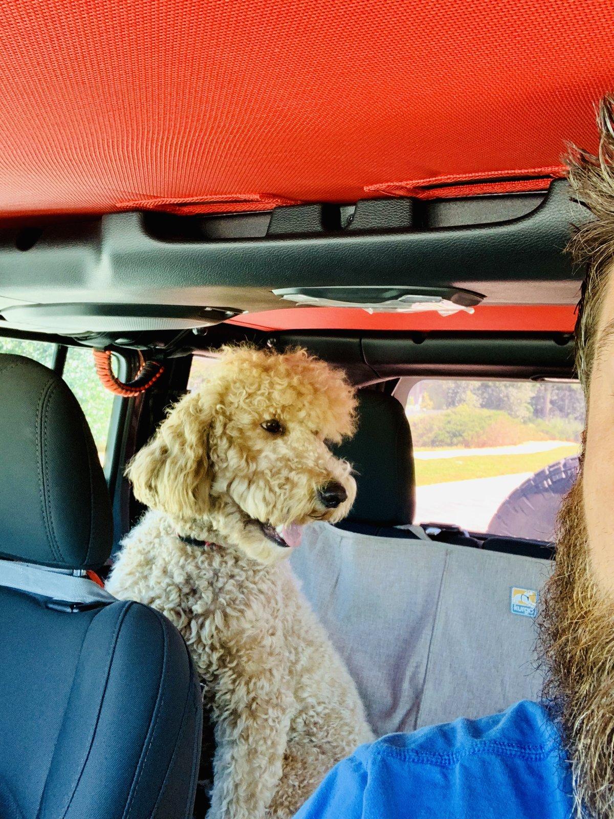 Jeep Wrangler JL Anyone else have a mascot? C7F80FAF-C86D-472B-88E3-20110D6507D8