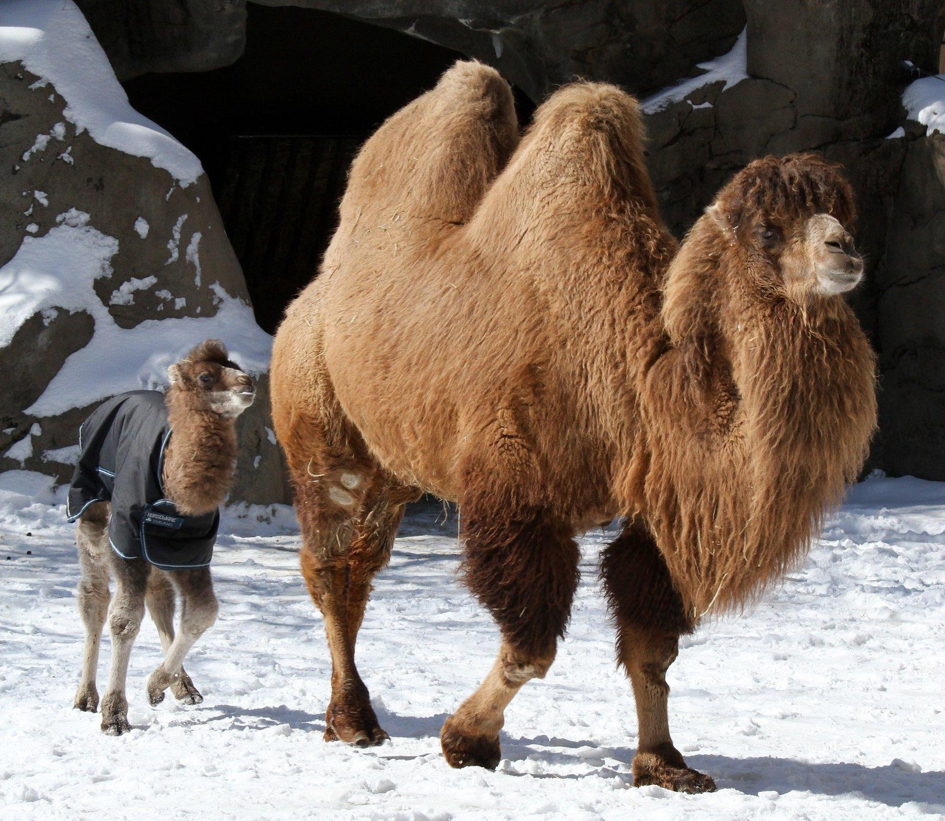 Jeep Wrangler JL Jeep humor waiting room ( ** NO POLITICS ** ) bactriancamel