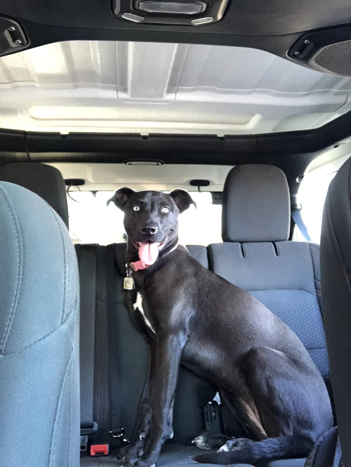 Jeep Wrangler JL Jeep Dog pics F62F5838-082F-4747-B868-3702D15CF6E2