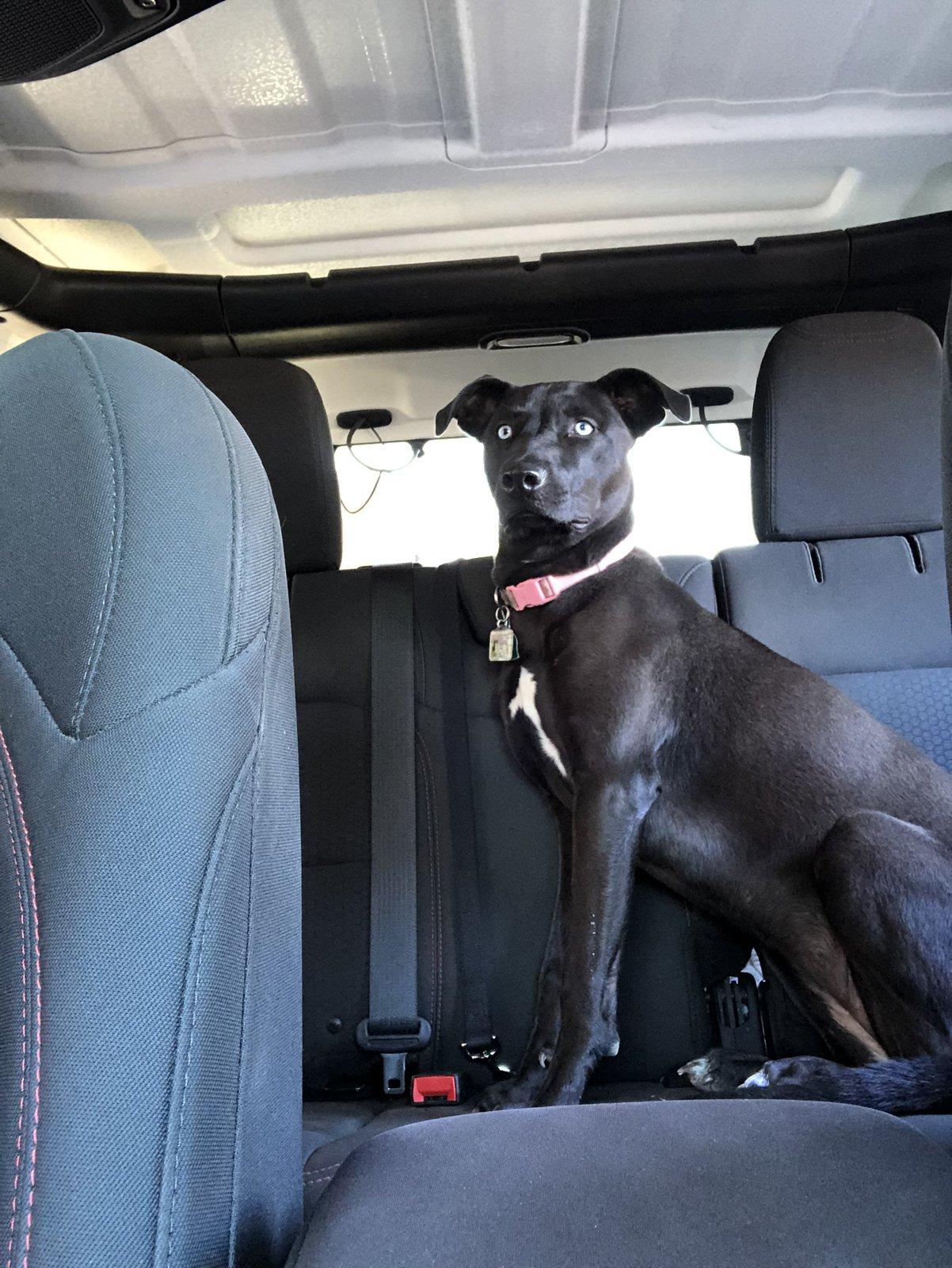 Jeep Wrangler JL Jeep Dog pics 7320F239-CE05-419B-BE8E-7EA56FCA3877