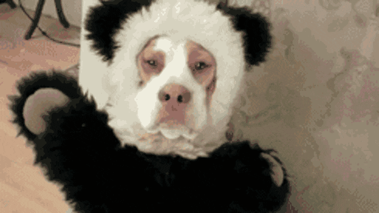 Jeep Wrangler JL Jeep humor waiting room ( ** NO POLITICS ** ) panda-dog-halloween-costume