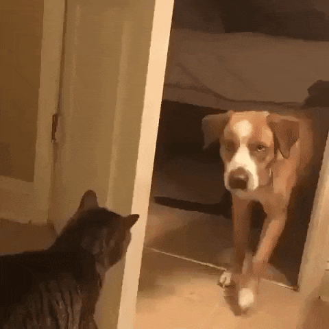 Jeep Wrangler JL Jeep humor waiting room ( ** NO POLITICS ** ) cat mean 1