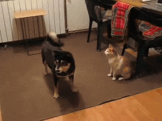 Jeep Wrangler JL Jeep humor waiting room ( ** NO POLITICS ** ) cat mean 2