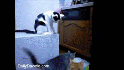 giphy.gif