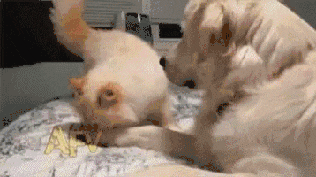 dog revenge.gif