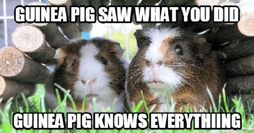 Jeep Wrangler JL Jeep humor waiting room ( ** NO POLITICS ** ) guinea pig 2 (2)