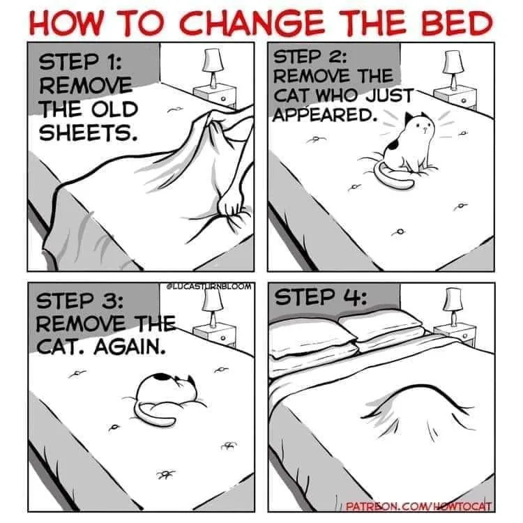 HowToChangeTheBedWithCats.webp