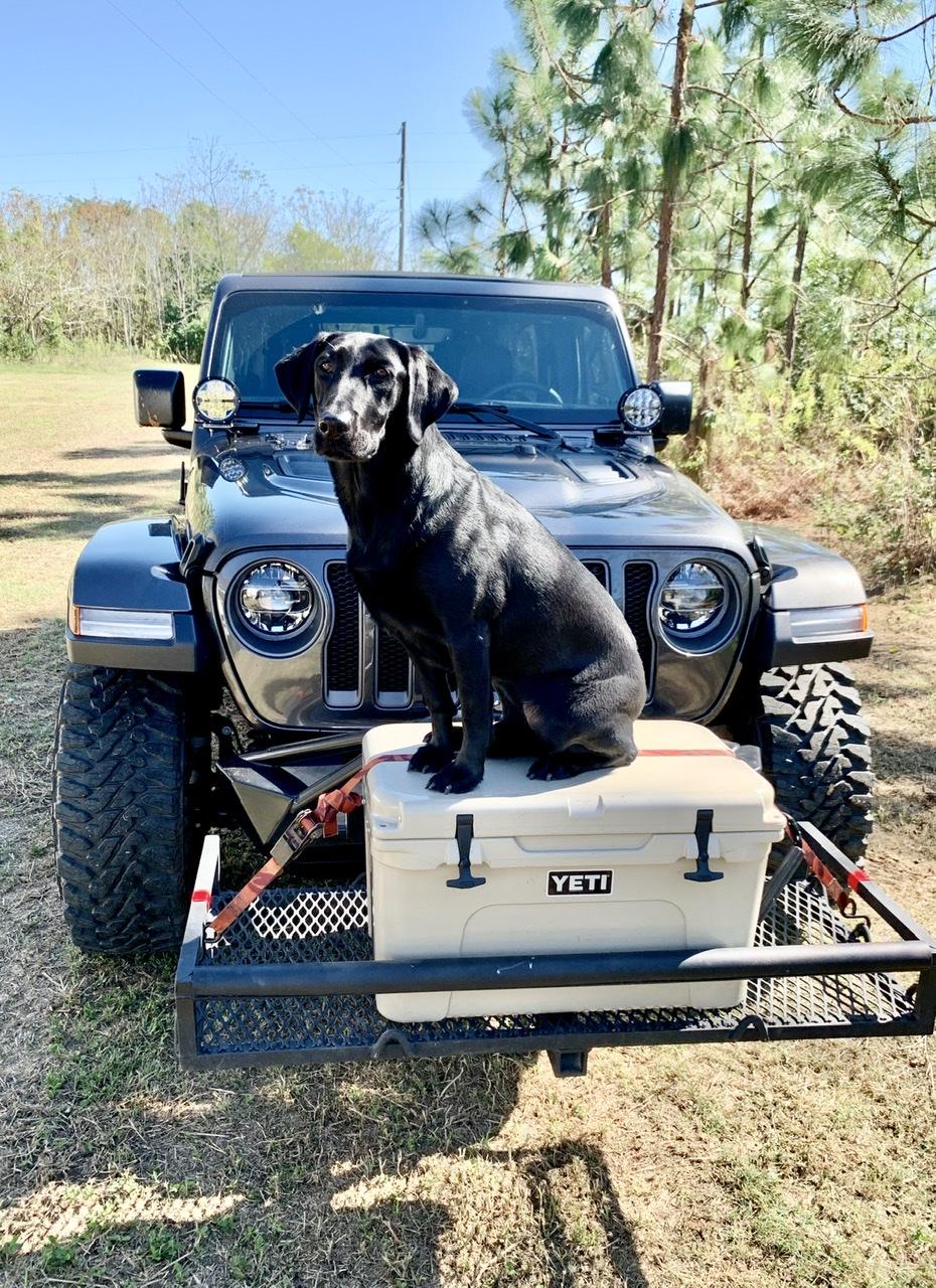 Jeep Wrangler JL Jeep Dog pics BA7F314C-E24F-49BA-8C50-78B416752FC7