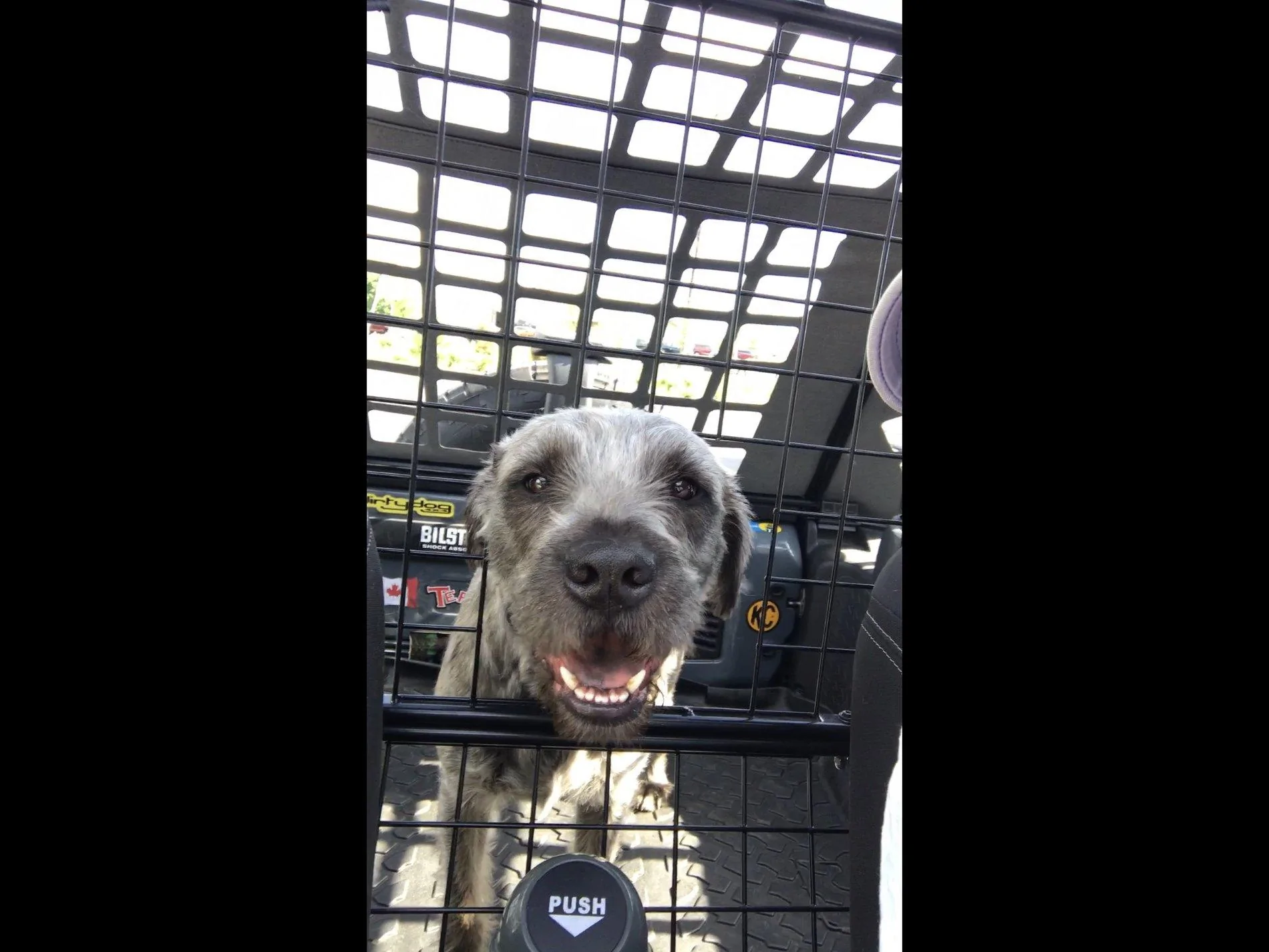 Jeep Wrangler JL Jeep Dog pics 5E2012A2-9CFC-4E43-B1CC-19D8F3076867
