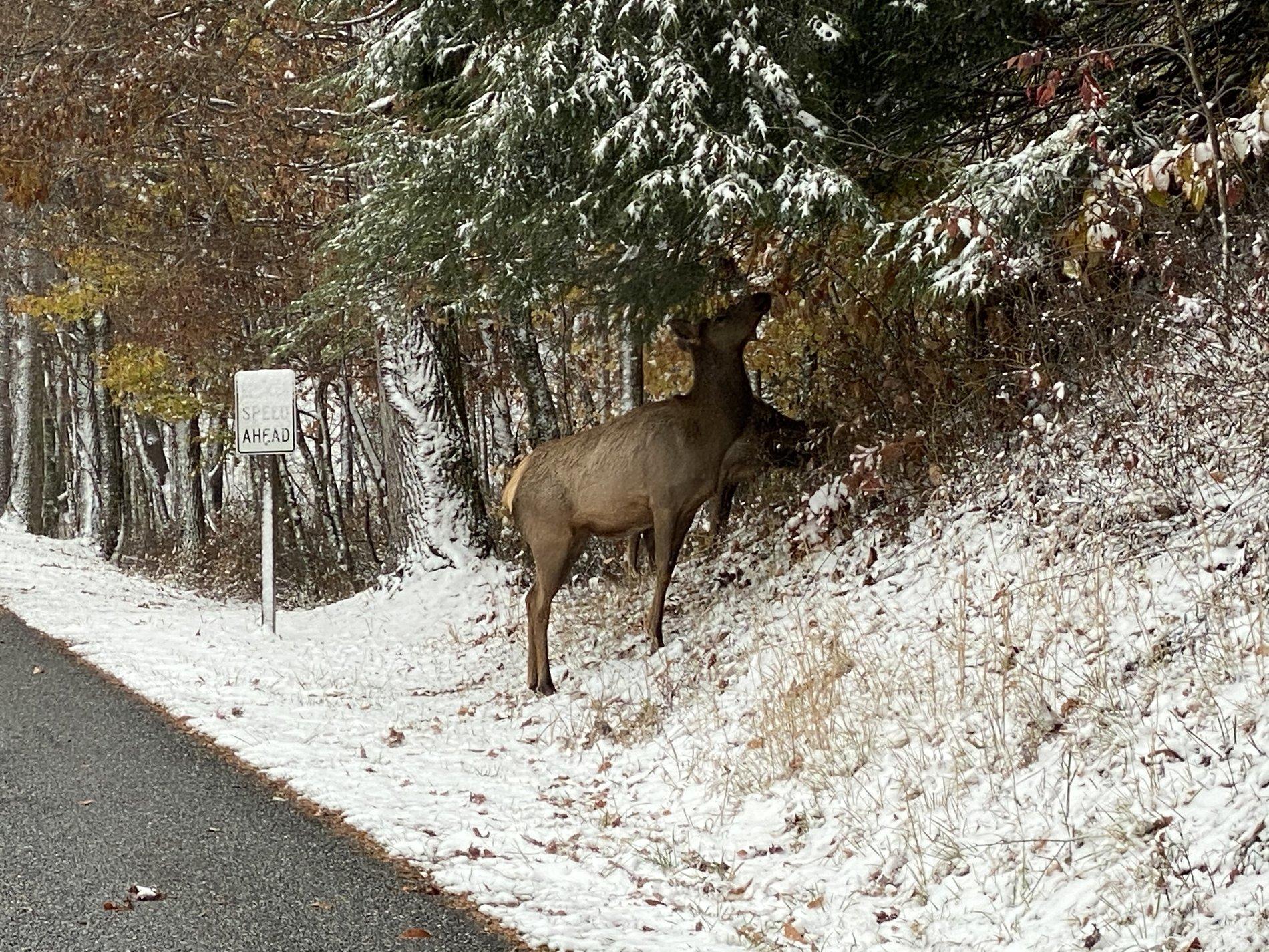 Jeep Wrangler JL Snow Patrol IMG_0171