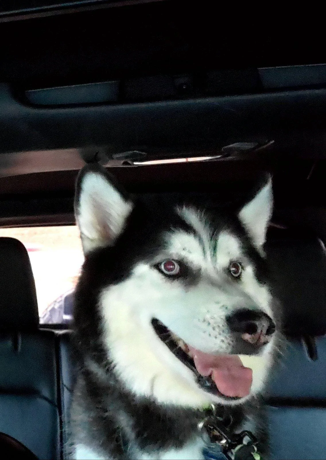 Jeep Wrangler JL Jeep Dog pics 20191115_131032
