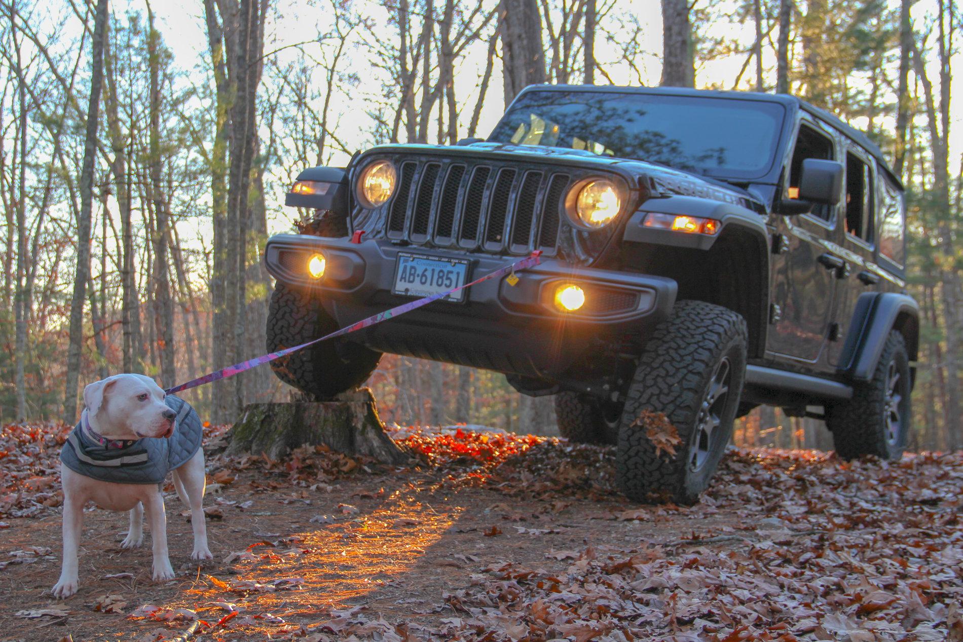Jeep Wrangler JL Jeep Dog pics Stumped