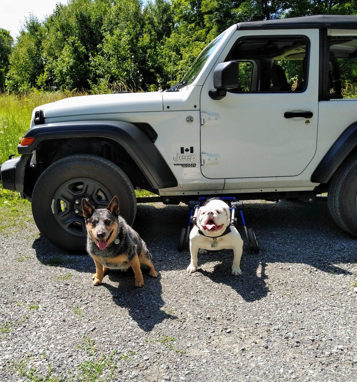 Jeep Wrangler JL Jeep Dog pics IMG_20190811_1129598~2