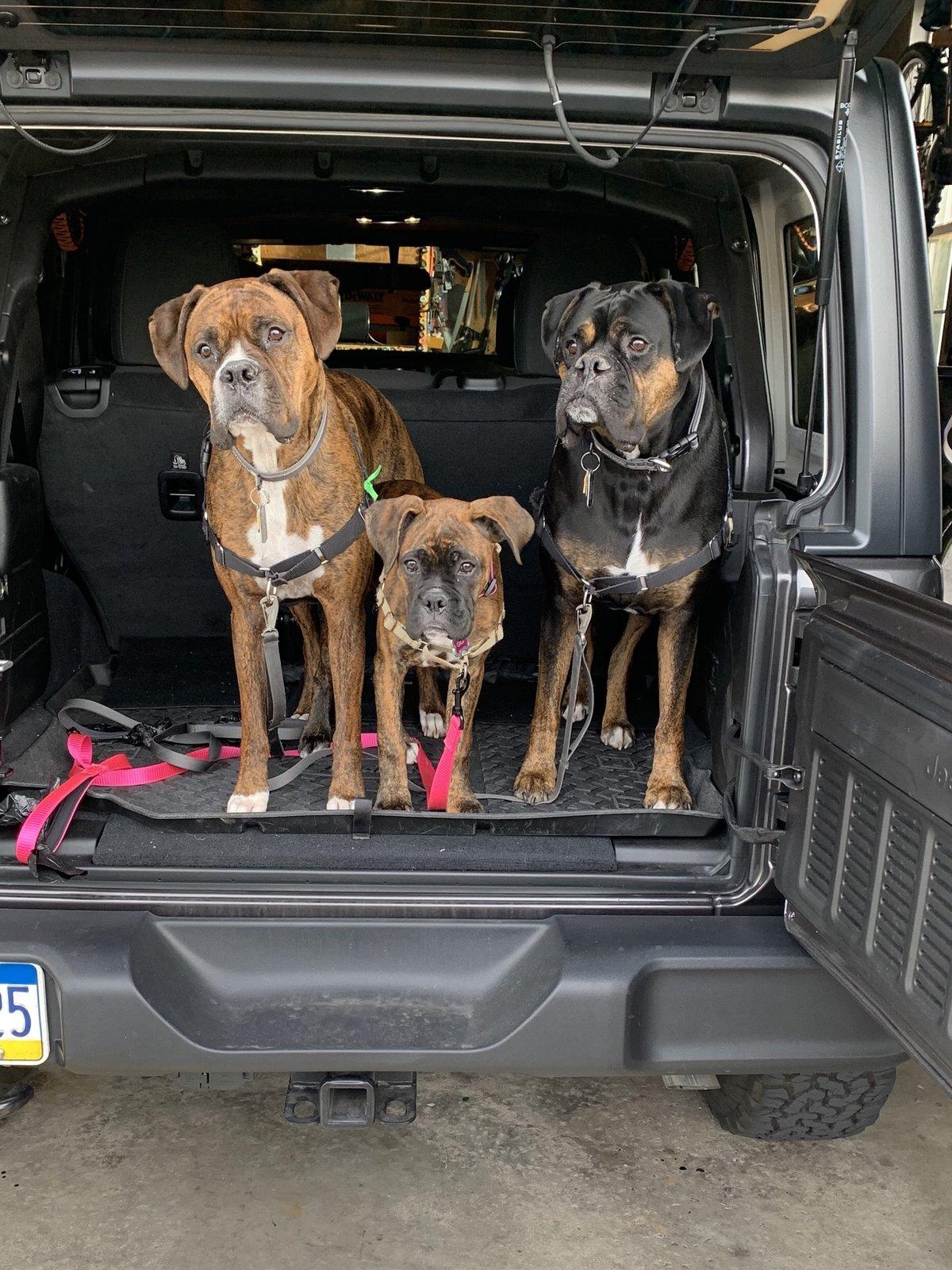 Jeep Wrangler JL Jeep Dog pics 41580E2A-1995-4C00-BD91-8EDE926AF475