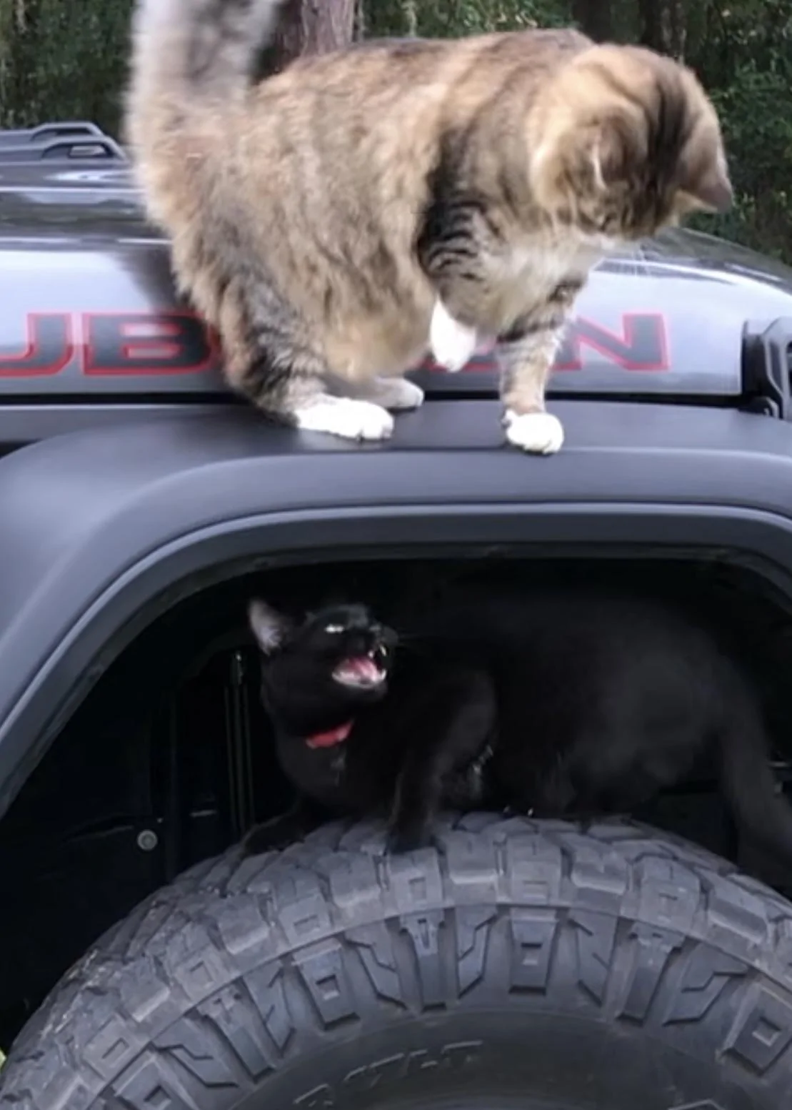 Jeep Wrangler JL Cat Problems 17B4C532-DABC-431B-8880-AB40907ED50D