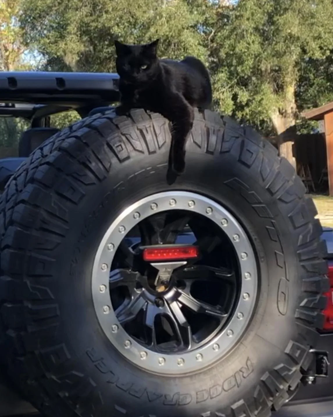 Jeep Wrangler JL Cat Problems 84436360-A817-4E7F-A4BA-BEFFB4BEF905