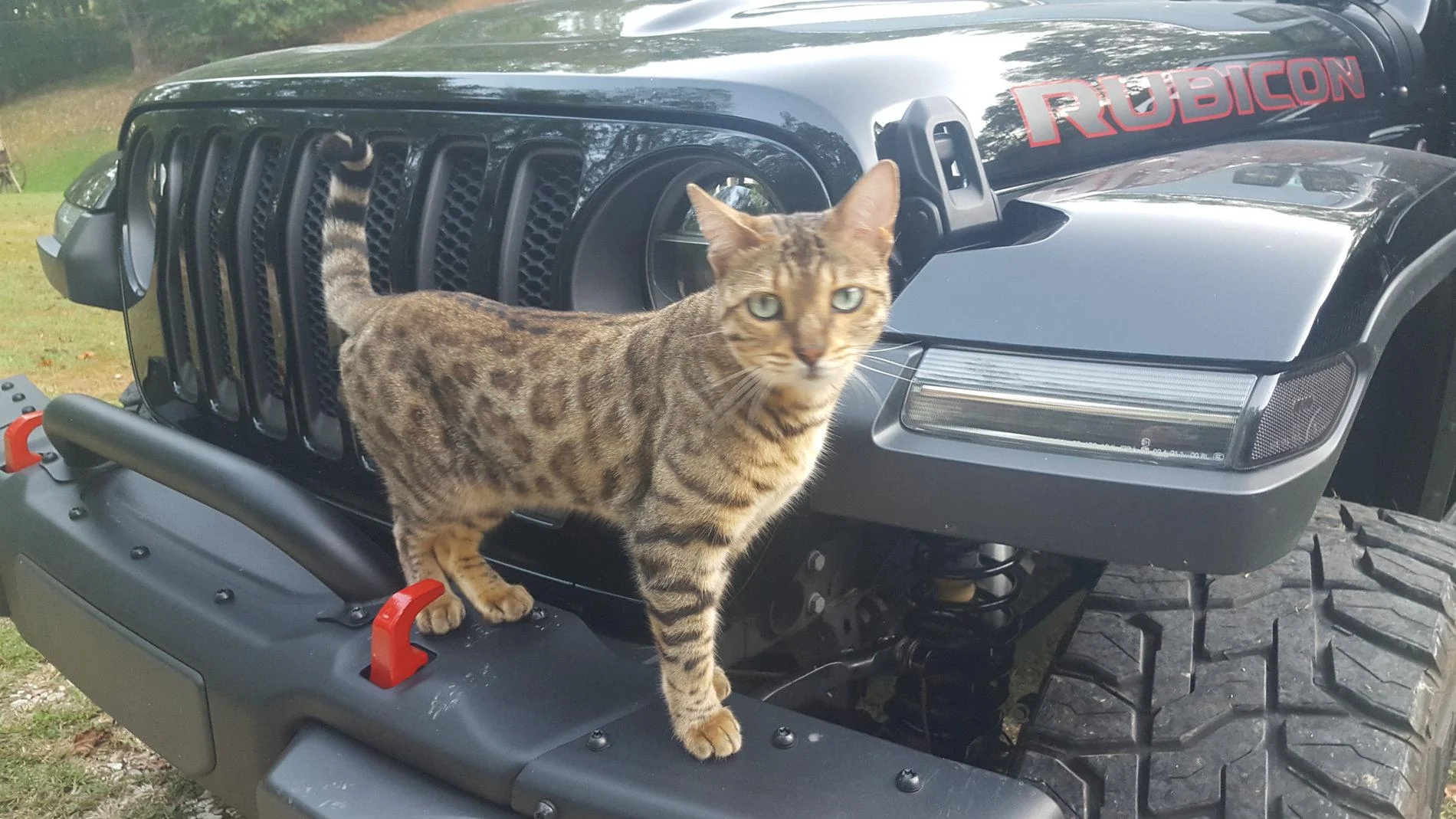 Jeep Wrangler JL Cat Problems 20191003_182347