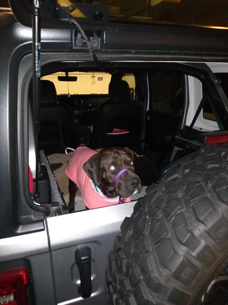 Jeep Wrangler JL Jeep Dog pics IMG_20191205_125714443 resiz